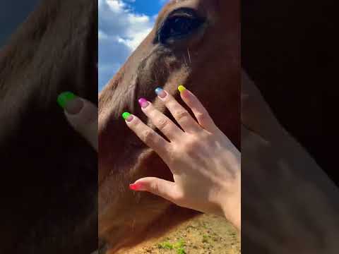 Horse Scratching and Petting ASMR