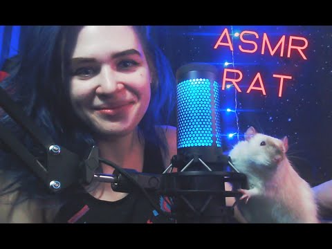 ASMR RAT | АСМР КРЫСА