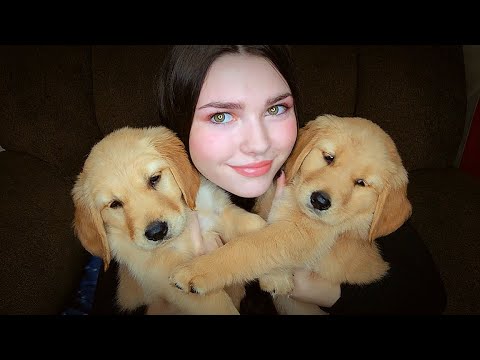 2 Golden Retrievers Puppies ~ ASMR ~