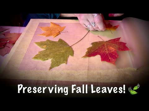 ASMR Preserving Fall leaves (Unspoken tutorial) How to laminate fall leaves! Wonderful Crinkles!