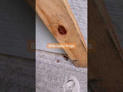3 little frogs 🐸