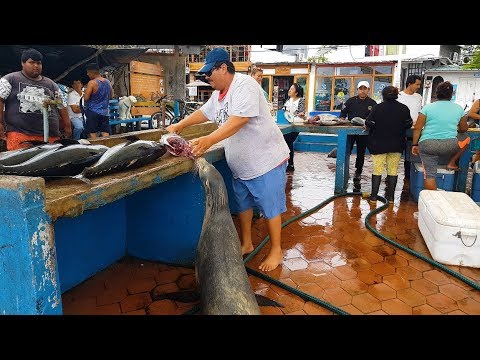 THE LOVELY FISH MARKET PUERTO AYORA, SANTA CRUZ ISLAND, GALAPAGOS, Sea Lion, Pelikan, Fischmarkt