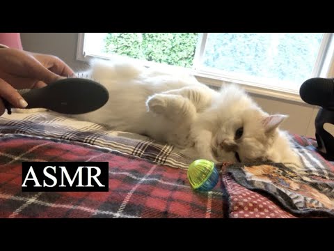 ASMR - Cat cuddles & pampering  😽 (purring, food smacking, fur grooming)