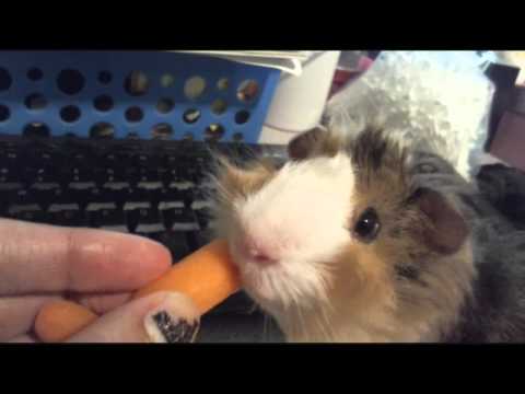guinea pig  - goku eating carrot