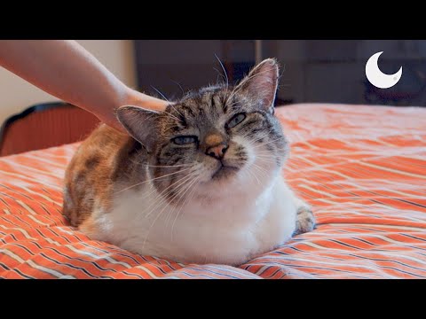 ASMR - Purring fur balls for your relaxation - Cat petting and grooming 🐱