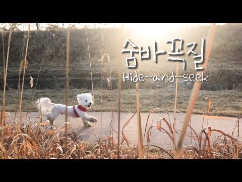 [V-LOG] 산책나와서 집에 가고싶어하는 강아지가 세상에 있나요?