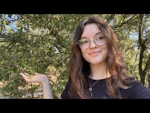 ASMR IN THE FOREST 🌳