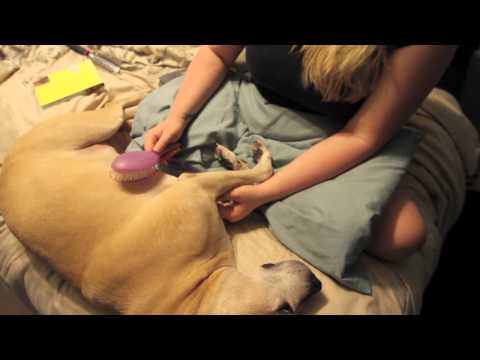 ASMR Pet Love! Brushing, Scratching and Massaging my pup! Soft Spoken!!
