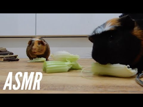 Guinea pig ASMR | eating, squeaking