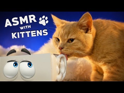 ASMR with KITTENS 🐱 Ear to Ear Purring, Goodie Smacking, Fur Grooming