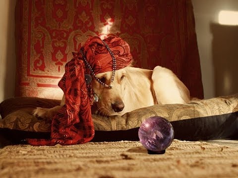 [ASMR] Your (crap) horoscopes for July, with Mystical Warm Puppy