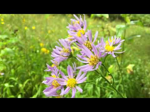 ASMR INAUDIBLE AND MOUTH SOUNDS LAYERED WITH RAIN SOUNDS