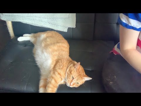 Axl the Cat and I Give You ASMR (No Talking 🤐) (TINGLY!)
