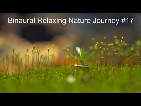 Binaural Relaxing Nature Journey #17 (No Speaking)