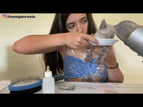 Cutest kitten ever drinks milk, and purrs🐱💕 (ASMR) #shorts