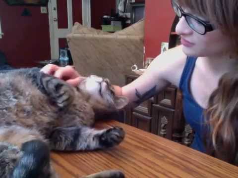 Cat Petting and Soft Speaking