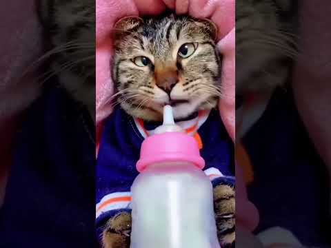Look this cute Cat 🤣🤣 #cat #cats #funny #funnyvideo #viral