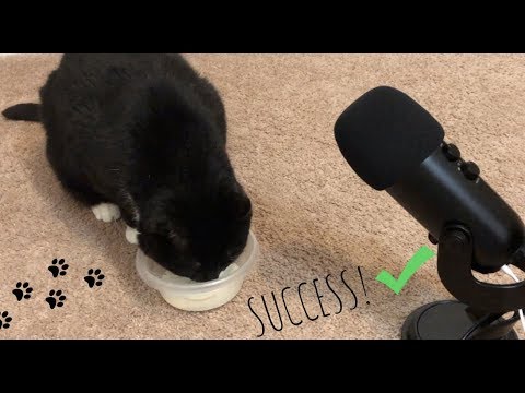 CATS TRY ASMR....