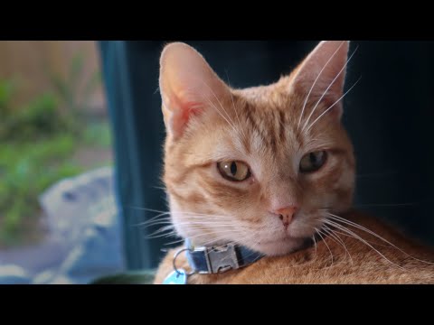 A Sleepy Cat ~ Relaxing ASMR (storm and thunder sounds)