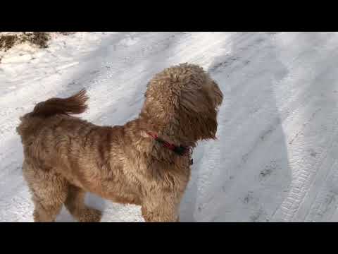 ASMR walking with Benny pup winter woods Sounds happy dog :)
