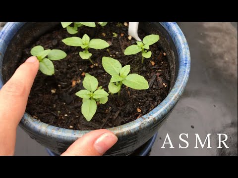 ASMR in Nature | 🌸🌱 Visual Triggers & Tapping 🌱🌸