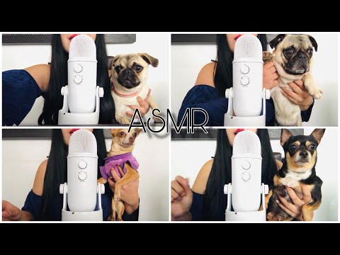 ASMR CON MIS PERRITAS🐶🐶🐶🐶