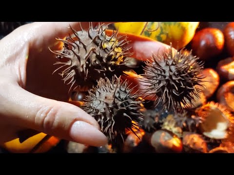 HALLOWEEN 🎃 crackling chestnuts.  relaxing autumn sound and color collection#asmr