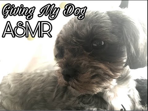 ASMR | Giving My Dog ASMR