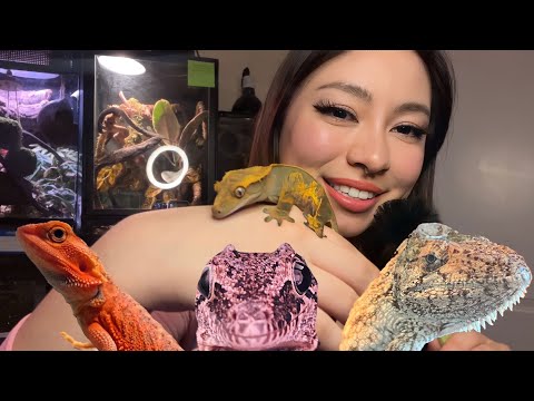 ASMR Showing My Reptiles🦎 | Soft Whispers