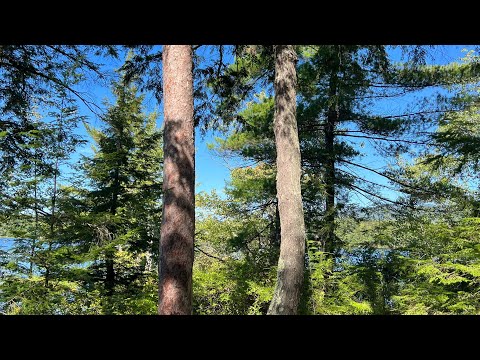 #ASMR | Walking in Nature | Lo Fi Nature Sounds 🍃