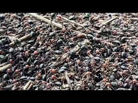 ASMR NATURE ants ducks