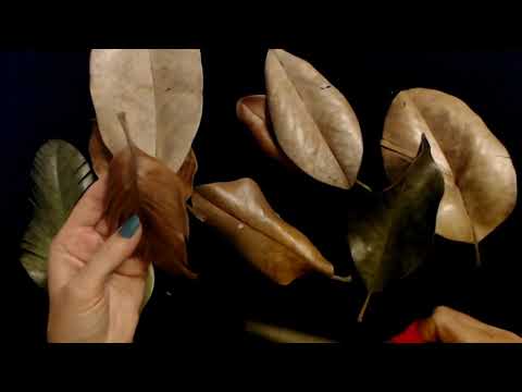 ASMR | Cutting &Tapping Magnolia Leaves (Whisper)