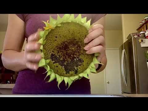 Harvesting Sunflower Seeds | Lo Fi ASMR | Unique ASMR Trigger
