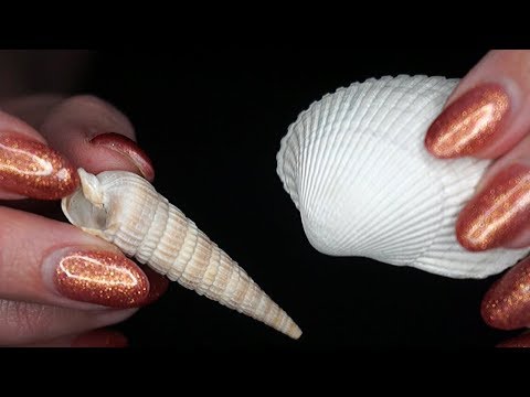 ASMR with 🐚Seashells🐚 | Gentle Scratching on Ridges | Layered Ocean Sounds (No Talking)