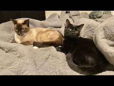 ASMR Scratching & Rubbing My Kitties (super short video to show off my babies)🐱😂
