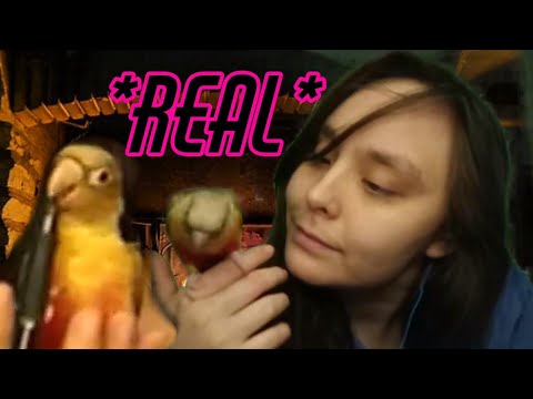 ASMR Real doctor depression tip | 🦜My conure and I find your safe space | Dialectical Therapy