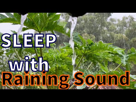 ASMR Gentle Rainy Sound ,Rain Sound for Sleep,Insomnia,Meditation | ASMRYOGI2