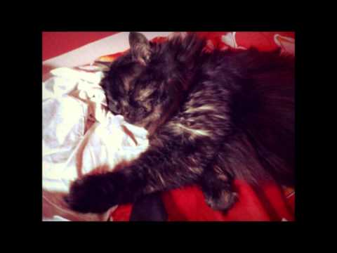 ASMR Seamless Cat Purring 20 minutes [binaural]
