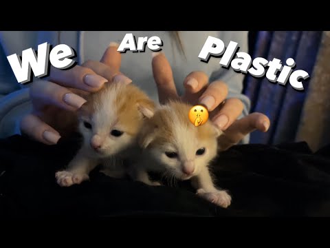 Asmr tapping on plastic kitty 😽
