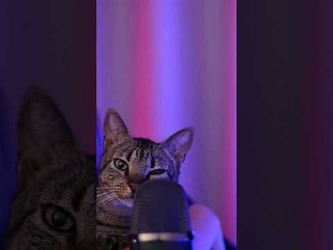 ASMR com ronronado de gatinho ❤️ #asmr #gatinhos #catlover