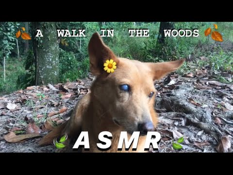 ASMR Taking You Into The Woods ft. Molly🐶