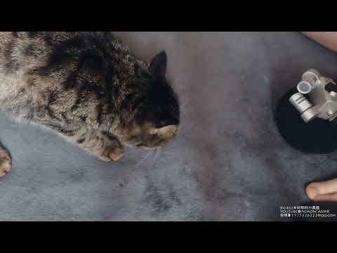 MIAOW ASMR CAT Prrrr 猫舔耳MOUTH SOUNDS LICKING MIC2