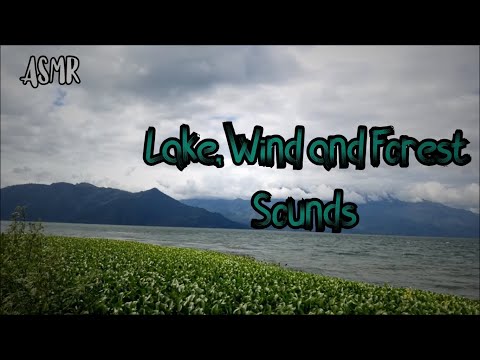 [ASMR] 🍀🌳 Nature Sounds | Wind sounds, Water sounds Insect sounds Footsteps on gravel Birds chirping