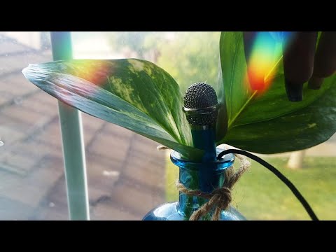 asmr! Close Up Plant Sounds 🌱 (No Talking)