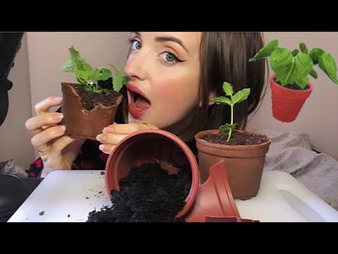 🐛INCREDIBLE - EATING A PLANT POT ASMR🌱🌿 🐛WITH DIRT WITH CRUCHY SQUISHY SOUNDS !