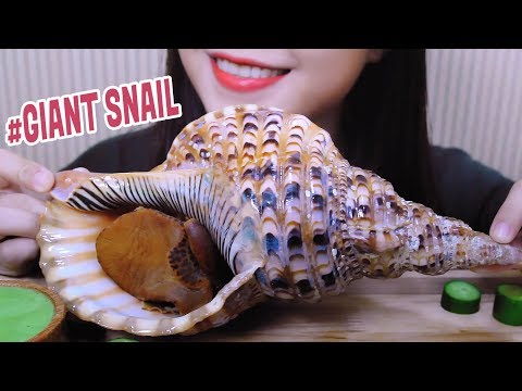 ASMR Queen Conch (Giant sea snail) Satisfying crunchy EATING SOUNDS | LINH-ASMR