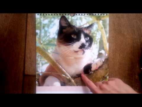 ASMR- Finger tracing and whispering facts about cats