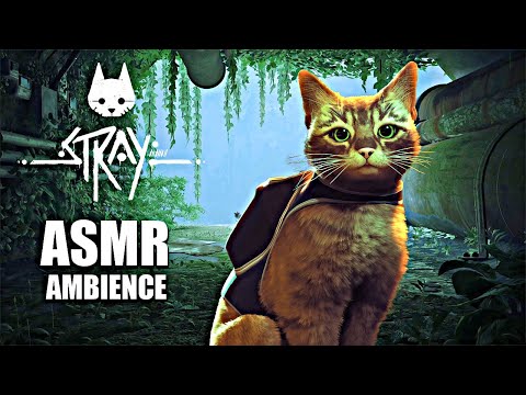 You are a Cat taking shelter from the Storm [ASMR] Rain & Thunderstorm Ambience | Stray PS5