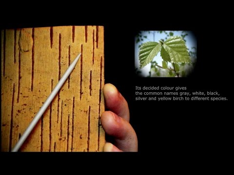 145. The Pointer: Birch Bark - SOUNDsculptures - ASMR