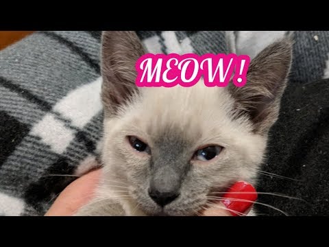 (NOT ASMR) Cat Vlog - Siamese Kitten I got for Valentine's Day 🎀🐸🐱